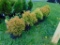 5 Rain Gold Arberivitea