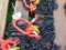 NEW Double Chain Sling