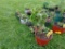 6 Red Raspberry Plantes