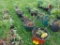 6 Red Raspberry Plantes