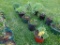 5 Assorted Plants