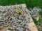 NEW 3/8x20ft Log Chain