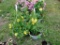 2 Hanging Baskets