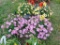 2 Hanging Baskets