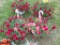 2 Hanging Baskets