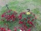 2 Hanging Baskets