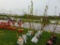 Plum Tree