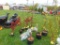 Apple Tree