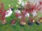 Japanese Maple Tree