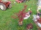 Japanese Maple Tree