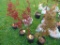 Japanese Maple Tree