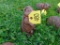Woodchuck