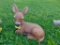 Doe