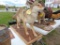 Coyote Mount