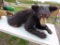 Bear Mount