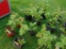4 Raspberry Plants