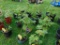 4 Raspberry Plants
