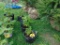 4 Raspberry Plants