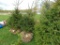 Norway Spruce Tree
