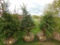 Blue Spruce Tree
