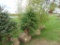 Eastern Hemlock Tree