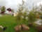 Washington Hawthorne Tree