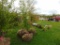 Flowering Crab Apple Tree