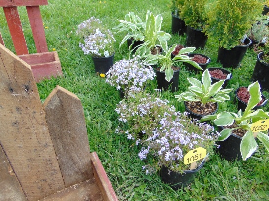 5 Lavender Mountain