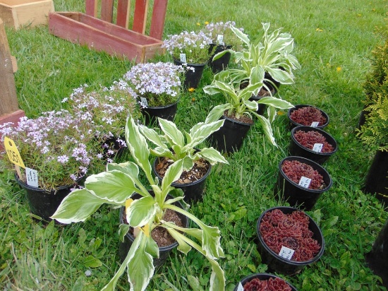 5 Hosta Plants
