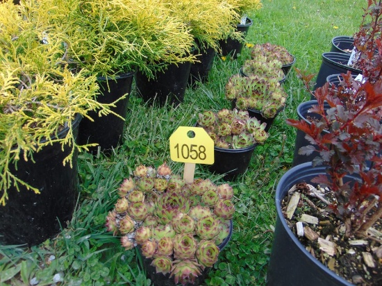 5 Hens & Chick Plants