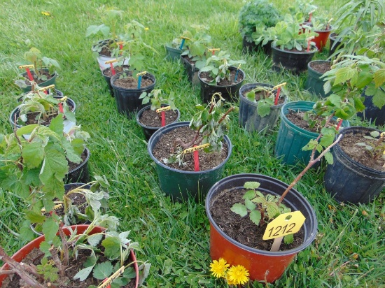 6 Red Raspberry Plantes
