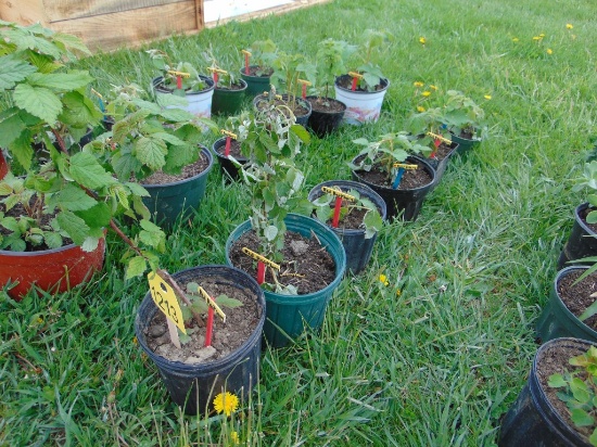 6 Red Raspberry Plantes