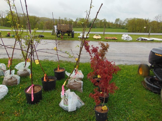 Pear Tree