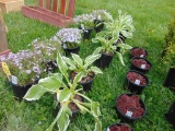 5 Hosta Plants