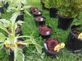 5 Hen and Chick Plants