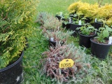 5 Creeping Sedum