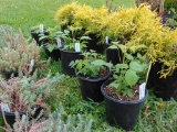 5 Black Raspberry Plants
