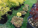 5 Hens & Chick Plants