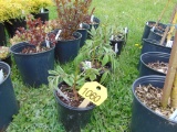 5 Elderberry Plants