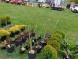 5 Weeping Willows