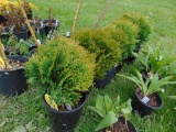 5 Green Grove Arbervitea