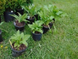 5 Hosta Plants