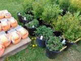5 Blue Rag Juniper