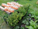 5 Boxwood Shrubs