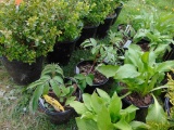 5 Elderberry Plants