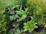 5 Hosta Plants