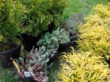 5 Creeping Sedum