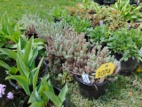5 Creeping Sedum