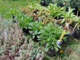 5 Black Eye Susan