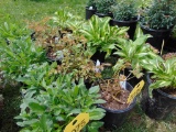 5 Hardy Lavender Astible